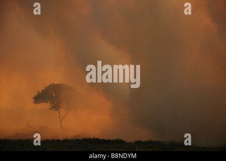 Dicker Rauch und Silhouette Baum während Veld Feuersbrunst im Tembe Elephant Park Stockfoto