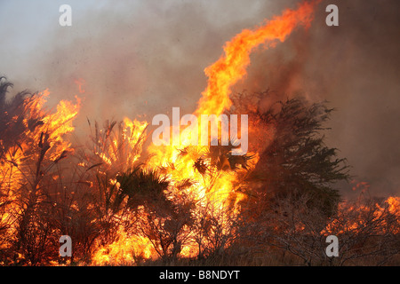 Veld Feuersbrunst im Tembe Elephant Park Stockfoto