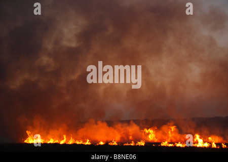 Veld Feuersbrunst im Tembe Elephant Park Stockfoto