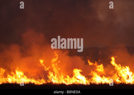 Veld Feuersbrunst im Tembe Elephant Park Stockfoto