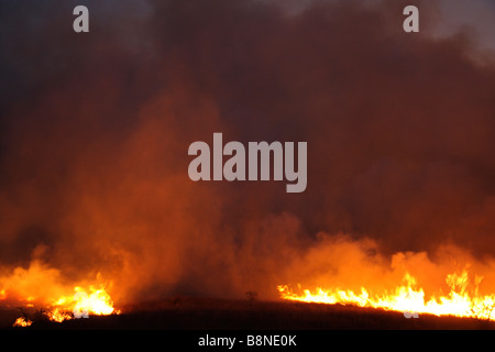 Veld Feuersbrunst im Tembe Elephant Park Stockfoto