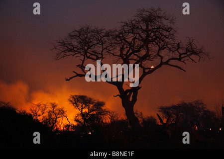 Dicker Rauch und Silhouette Baum während Veld Feuersbrunst im Tembe Elephant Park Stockfoto