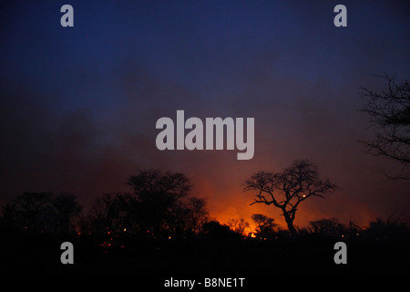 Nachthimmel leuchtet rot und Silhouette Baum wegen Veld Feuersbrunst im Tembe Elephant Park Stockfoto