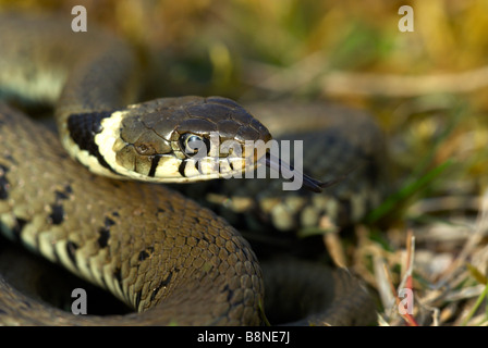 Ringelnatter Natrix Natrix Coiled mit Zunge Verkostung der Luft Stockfoto