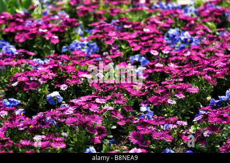 Blumenbeet mit blauen Stiefmütterchen und vivid Magenta afrikanischen Gänseblümchen. Stockfoto