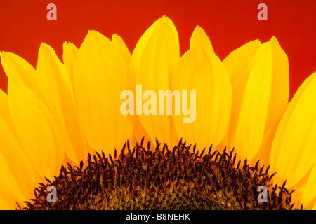 Nahaufnahme einer Sonnenblume auf rotem Grund Stockfoto