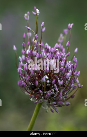 Crow Knoblauch oder wilde Zwiebel, Allium Vineale, im Sommer in Dorset Stockfoto