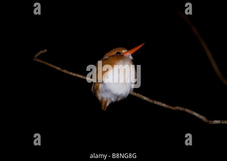 Madagaskar Pygmy Kingfisher Schlafplatz bei Nacht Andasibe Madagaskar Stockfoto