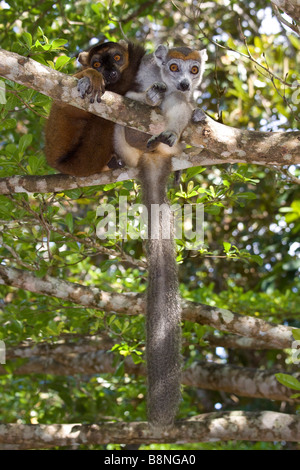 Gekrönte Lemur weibliche mit Hybrid männlichen brauner Lemur im Palmarium Madagaskar Stockfoto