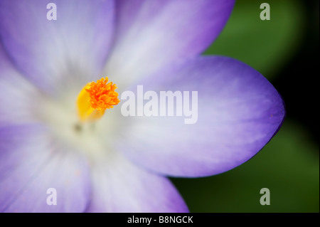 Crocus Vernus "Königin des Blues" Blume Detail zeigt das Stigma Stockfoto