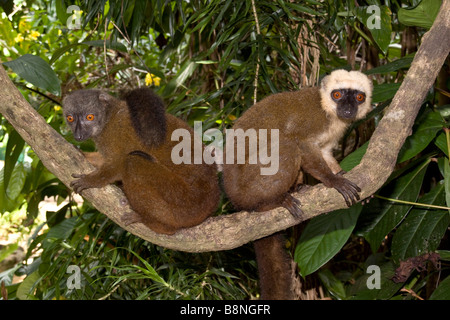 Männliche weibliche White fronted braune Lemur auf Nosy Mangabe Madagaskar Stockfoto