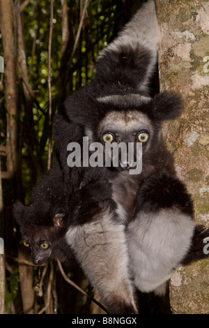 Weibliche Indri mit jungen Madagaskar Stockfoto