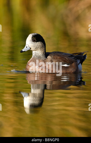 Amerikanische Pfeifente Anas Americana männlichen Arizona USA winter Stockfoto