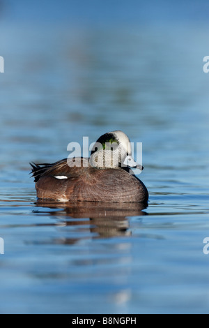 Amerikanische Pfeifente Anas Americana männlichen Arizona USA winter Stockfoto