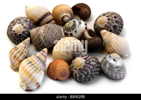 Sammlung von Muscheln auf weißem Hintergrund Stockfoto