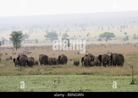 Afrika-Tansania Serengeti Nationalpark A Herde afrikanischer Bush Elefant Loxodonta africana Stockfoto