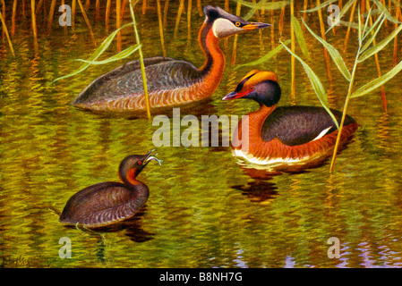 Red-necked Grebe, Podiceps grisegena Stockfoto