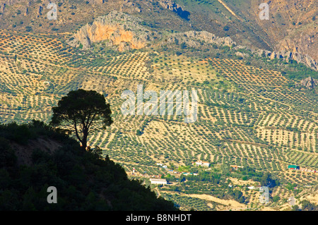 Pino Laricio Pinus Nigra, die Olivenbäume Landschaft Sierra de Cazorla, Segura y Las Villas natürlichen Park Jaén Provinz Andalusien Spanien Stockfoto