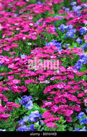 Leuchtend blaue Stiefmütterchen Blüten und leuchtend rosa Herbers Blumenmuster. Blumenbeet in voller Blüte, helle Farben Stockfoto