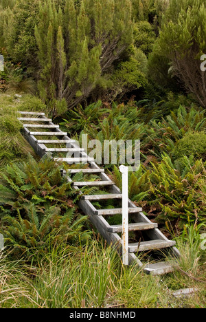 Schritte, Beeman Cove Forschungsstation, Campbell Island, Neuseeland. Stockfoto