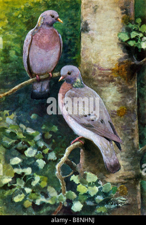 Taube, Hohltaube (Columba Oenas) auf Lager Stockfoto