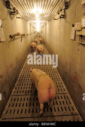 Immer Schweine bereit für den Versand Stockfoto