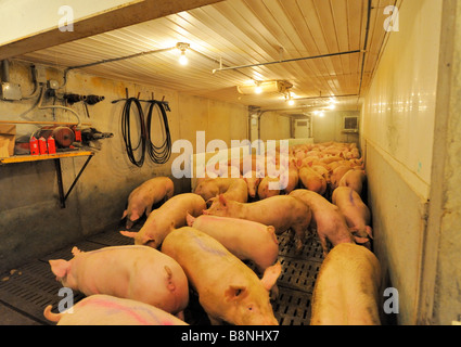 Immer Schweine bereit für den Versand Stockfoto