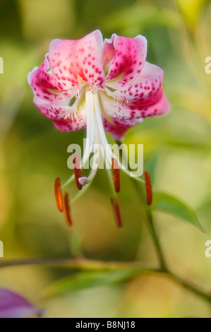 Erbstück rosa entdeckt Lily in voller Blüte. Lily Speciosum Rubrum Stockfoto