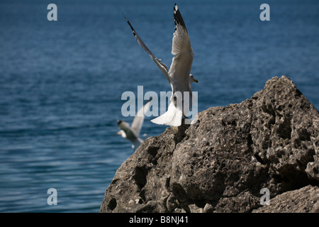 Möwen in Bewegung auf der Georgian Bay, Ontario, Kanada Stockfoto