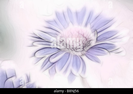 Leichte blaue Gerbera Daisy Stockfoto