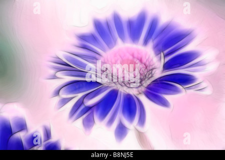 Gerbera Daisy blau, rosa Hintergrund. Digital erweitert Stockfoto