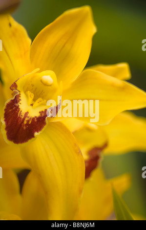 Gelbe Cymbidium Orchidee Nahaufnahme Stockfoto