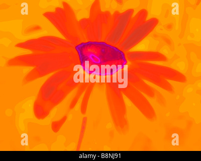 Malerisch Bild wenn brennende rote einzelne Daisy Blume Stockfoto