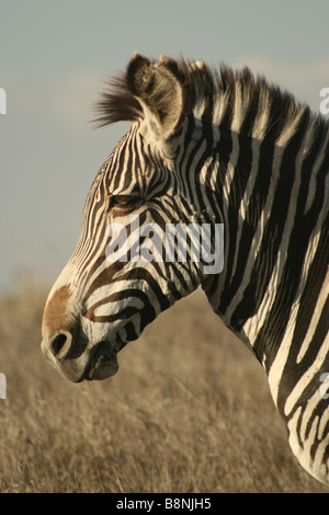 Grévy Zebra, Equus Grevyi, Stockfoto