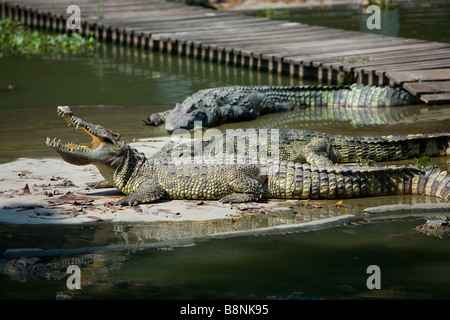 Krokodile, Elefanten Zoo 30 Kilometer von Bangkok Thailand Stockfoto