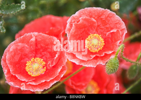 Sommer-Bild des blühenden roten Mohn Blumen Stockfoto