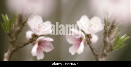 Malerisches Bild von Pfirsichblüte Stockfoto