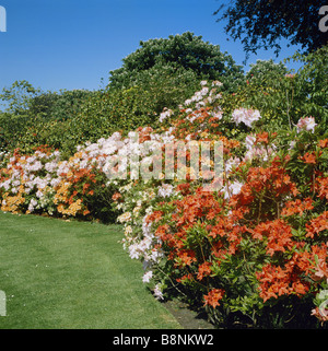 Farbenfrohe Azaleen in Kensington Gardens, London, England, Großbritannien, GB Frühling Stockfoto