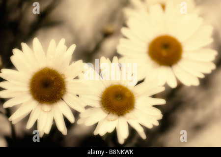 Muster aus weißen Shasta Daisy Blumen. Sommergarten Stockfoto