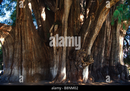 Die Tule Baum mehr als 2000 Jahre alt Stockfoto