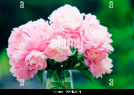 Rosa Pfingstrose im Glas Vase Frühlingsstrauß Stockfoto