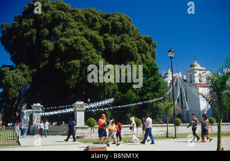 Mehr als 2000 Jahre alt und Santa Maria del Tule Tule-Baum Stockfoto