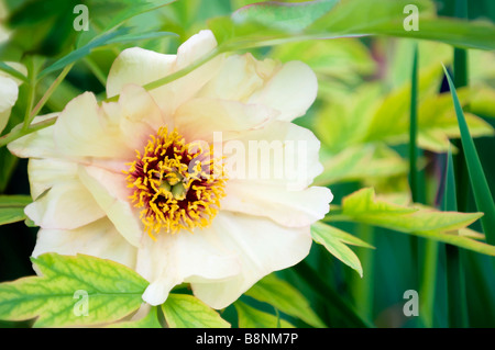 Einzigen Baum Pfingstrose Blume. Spring Garden Stockfoto