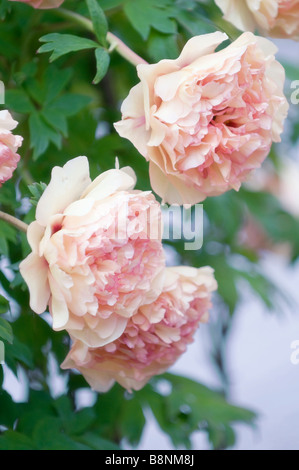 Gruppe von drei Blassen Baum Pfingstrose Blumen. Spring Garden Stockfoto