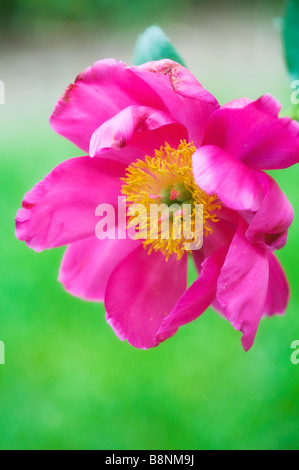 Lebendige rosa einzelne Pfingstrose mit gelb-Center in voller Blüte im Frühling Garten Stockfoto