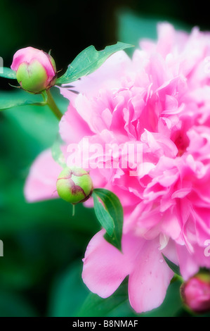 Rosa Doppel Pfingstrose Blume mit Blüten blühen im Frühling Garten umgeben Stockfoto