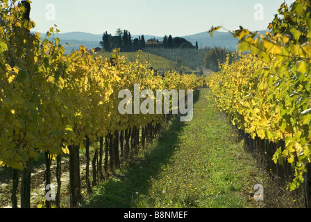 Weinberge an den Hängen des Val d ' Arno in der Nähe von Castiglion Fibocchi Tuscany Stockfoto