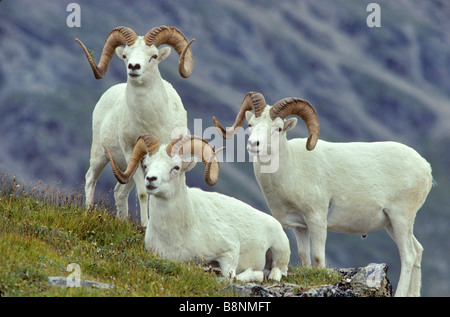 Dallschafe Rams Ovis Dalli auf Mount Wright im Denali-Nationalpark Alaska Alaska Range Stockfoto