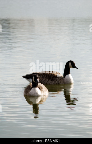 Ein paar kanadische Gänse Stockfoto