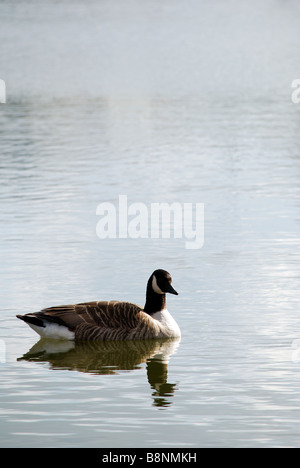 Kanadische Gans Stockfoto